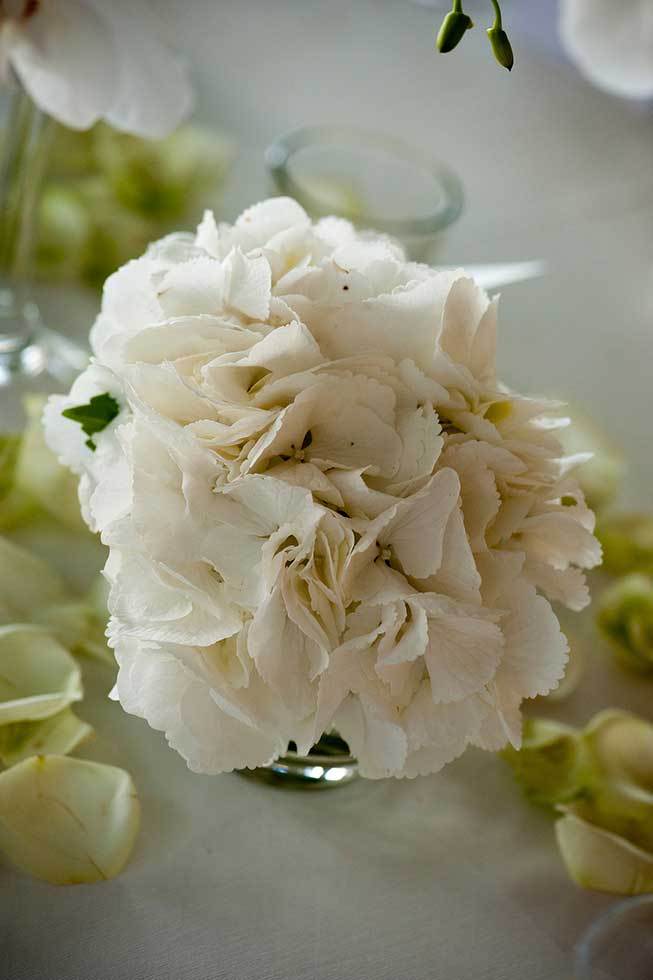 White hydrangeas for wedding banquet in Ravello
